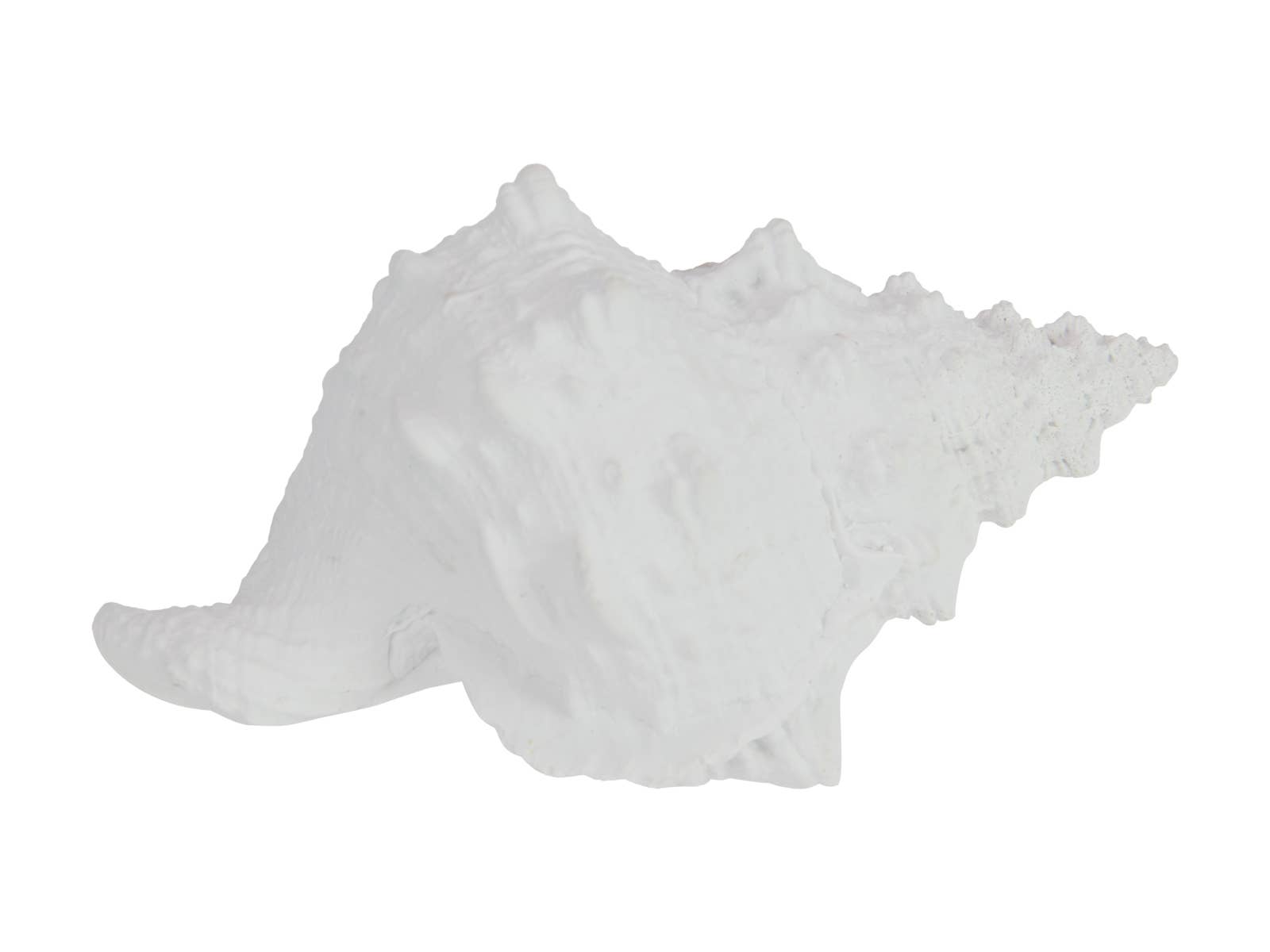White Knobbed Whelk Shell